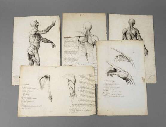 Konvolut anatomische Studienblätter - фото 1