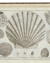 [LINNAEUS, Carl (1707-1778)]