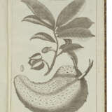 [LINNAEUS, Carl (1707-1778)] - photo 3