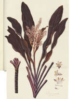 JACQUIN, Nikolaus Joseph von (1727-1817)