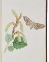 JOHNSON, Theophilus (1836-1919)