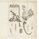PALLAS, Peter Simon (1741-1810) - фото 3
