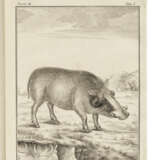 PALLAS, Peter Simon (1741-1810) - фото 4
