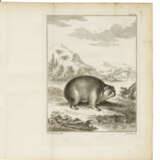 PALLAS, Peter Simon (1741-1810) - фото 5