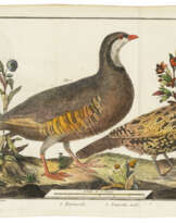 BRISSON, Mathurin Jacques (1723-1806)