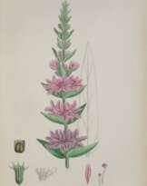 Sowerby,J.