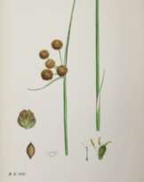 Sowerby,J.