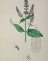 Sowerby,J.