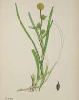 Sowerby,J.