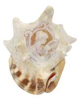 Große Meeresschnecke