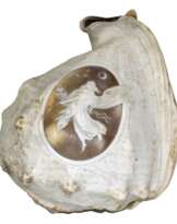 Große Tritonmuschel