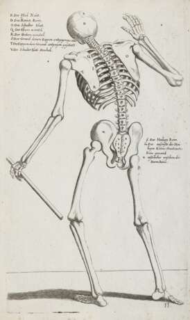 Skelett - photo 1
