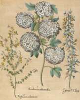 Amerikanischer Holunder, Zwergginster u. Geißklee.