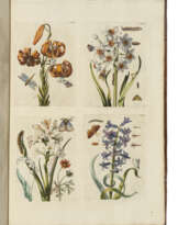 MERIAN, Maria Sibylla (1647-1717)