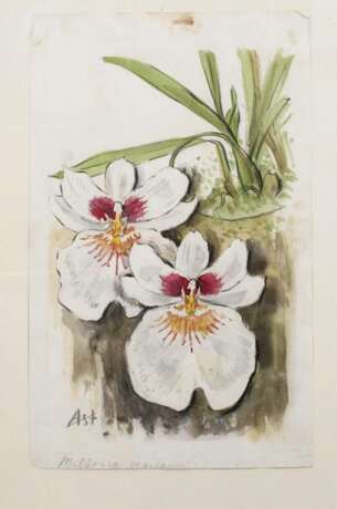 Albert Schäfer-Ast, Orchideen - фото 1