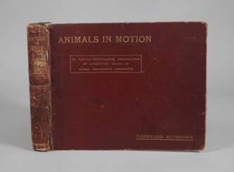 Animals in Motion