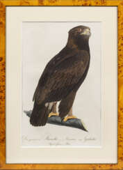 Sammlung von acht ornithologischen Druckgrafiken