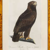 Sammlung von acht ornithologischen Druckgrafiken - Foto 1