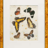 Sammlung von neun Blättern mit Schmetterlingsdarstellungen - фото 1