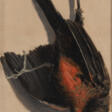 CASPAR VON RETH (ATTR.) 1850 - 1913 Vogel Öl auf Karton. - Archives des enchères