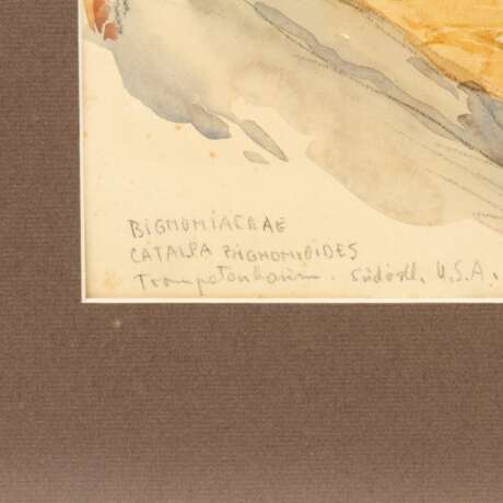 PÖRNER, ERICH (1907-1982), „Bignomiachae Catalpa, Bignomoides, Trompetenbaum, südöstl. U.S.A.“, - фото 3