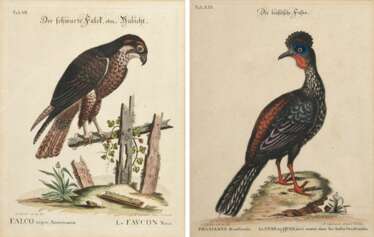 2 Seligmann, Johann Michael (1720-1762) "Der schwarze Falck, oder Habicht" und "Der brasilische Fasan", colorierte Kupferstiche, nach George Edwards (1694-1773), aus: "Sammlung verschiedener ausländischer und seltener Vögel, worinnen ein jeder derselben 