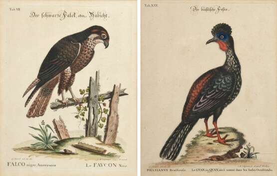 2 Seligmann, Johann Michael (1720-1762) "Der schwarze Falck, oder Habicht" und "Der brasilische Fasan", colorierte Kupferstiche, nach George Edwards (1694-1773), aus: "Sammlung verschiedener ausländischer und seltener Vögel, worinnen ein jeder derselben - photo 1