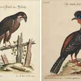 2 Seligmann, Johann Michael (1720-1762) "Der schwarze Falck, oder Habicht" und "Der brasilische Fasan", colorierte Kupferstiche, nach George Edwards (1694-1773), aus: "Sammlung verschiedener ausländischer und seltener Vögel, worinnen ein jeder derselben - Foto 1