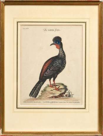 2 Seligmann, Johann Michael (1720-1762) "Der schwarze Falck, oder Habicht" und "Der brasilische Fasan", colorierte Kupferstiche, nach George Edwards (1694-1773), aus: "Sammlung verschiedener ausländischer und seltener Vögel, worinnen ein jeder derselben - Foto 2