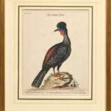 2 Seligmann, Johann Michael (1720-1762) "Der schwarze Falck, oder Habicht" und "Der brasilische Fasan", colorierte Kupferstiche, nach George Edwards (1694-1773), aus: "Sammlung verschiedener ausländischer und seltener Vögel, worinnen ein jeder derselben - фото 2