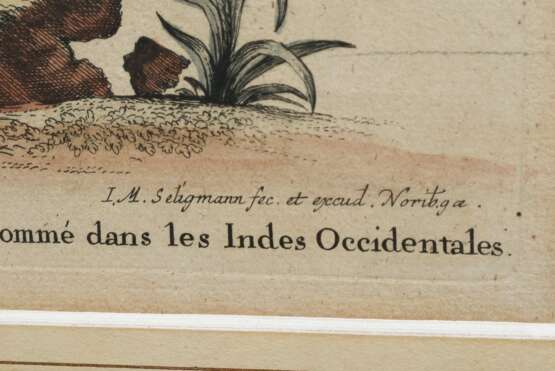 2 Seligmann, Johann Michael (1720-1762) "Der schwarze Falck, oder Habicht" und "Der brasilische Fasan", colorierte Kupferstiche, nach George Edwards (1694-1773), aus: "Sammlung verschiedener ausländischer und seltener Vögel, worinnen ein jeder derselben - Foto 3