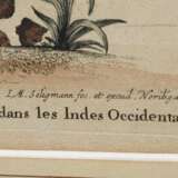 2 Seligmann, Johann Michael (1720-1762) "Der schwarze Falck, oder Habicht" und "Der brasilische Fasan", colorierte Kupferstiche, nach George Edwards (1694-1773), aus: "Sammlung verschiedener ausländischer und seltener Vögel, worinnen ein jeder derselben - photo 3