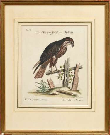 2 Seligmann, Johann Michael (1720-1762) "Der schwarze Falck, oder Habicht" und "Der brasilische Fasan", colorierte Kupferstiche, nach George Edwards (1694-1773), aus: "Sammlung verschiedener ausländischer und seltener Vögel, worinnen ein jeder derselben - Foto 4
