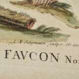 2 Seligmann, Johann Michael (1720-1762) "Der schwarze Falck, oder Habicht" und "Der brasilische Fasan", colorierte Kupferstiche, nach George Edwards (1694-1773), aus: "Sammlung verschiedener ausländischer und seltener Vögel, worinnen ein jeder derselben - Foto 5