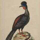 2 Seligmann, Johann Michael (1720-1762) "Der schwarze Falck, oder Habicht" und "Der brasilische Fasan", colorierte Kupferstiche, nach George Edwards (1694-1773), aus: "Sammlung verschiedener ausländischer und seltener Vögel, worinnen ein jeder derselben - фото 6