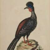 2 Seligmann, Johann Michael (1720-1762) "Der schwarze Falck, oder Habicht" und "Der brasilische Fasan", colorierte Kupferstiche, nach George Edwards (1694-1773), aus: "Sammlung verschiedener ausländischer und seltener Vögel, worinnen ein jeder derselben - photo 6