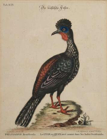 2 Seligmann, Johann Michael (1720-1762) "Der schwarze Falck, oder Habicht" und "Der brasilische Fasan", colorierte Kupferstiche, nach George Edwards (1694-1773), aus: "Sammlung verschiedener ausländischer und seltener Vögel, worinnen ein jeder derselben - photo 6