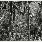 Struth, Thomas (*1954) "Daintree" 2004, aus der Mappe "Paradies", Fotografie/pigmentierter Tintenstrahldruck, Griffelkunst, verso sign./dat./bez., BM 32,5x48cm, min. Lagerspuren - photo 2