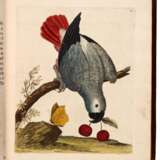 A Natural History of Birds, 1738-40, 3 vol., contemporary calf richly gilt - Foto 2