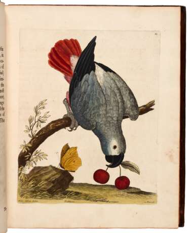 A Natural History of Birds, 1738-40, 3 vol., contemporary calf richly gilt - Foto 2