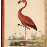 A Natural History of Birds, 1738-40, 3 vol., contemporary calf richly gilt - фото 3