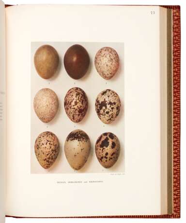 Eggs of the Birds of Europe, London, [1905-] 1910, 2 vols, red morocco gilt with Dresser emblem - photo 3