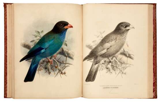 A Monograph of the Coraciidae, or the Family of the Rollers, Farnborough, 1893, red morocco gilt - Foto 2