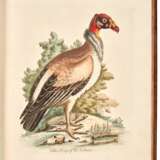 A Natural History of Uncommon Birds, London, 1743-64, 7 vols, contemporary calf rebacked - фото 2