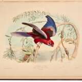 Les oiseaux les plus remarquables..., Paris and London, [n.d.], maroon silk boards - photo 1