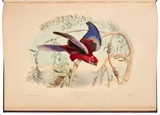Les oiseaux les plus remarquables..., Paris and London, [n.d.], maroon silk boards - Foto 1