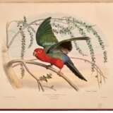 Les oiseaux les plus remarquables..., Paris and London, [n.d.], maroon silk boards - фото 2