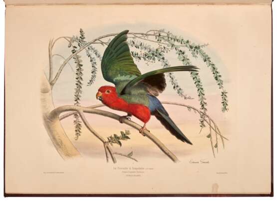 Les oiseaux les plus remarquables..., Paris and London, [n.d.], maroon silk boards - Foto 2