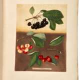 Pomona Britannica, London, 1812, first edition, modern red half morocco - Foto 1
