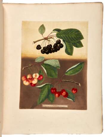 Pomona Britannica, London, 1812, first edition, modern red half morocco - Foto 1
